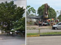 Patrimonio arbóreo de Barrancabermeja – Por: Benito Guerra Fuentes Ceiba