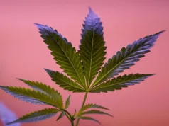 Tenemos que hablar sobre el cannabis – Por: Sabrina Duque Tenemos que hablar sobre el cannabis
