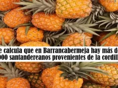 Se calcula que en Barrancabermeja hay más de 80.000 santandereanos provenientes de la cordillera